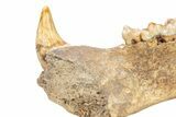 Fossil Cave Bear (Ursus spelaeus) Lower Jaw - Romania #240197-10